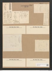 Diatomeae indet. Zeichnungen Sammlung Grunow Nr. 2819 (NHMW-BOT-W0370123)